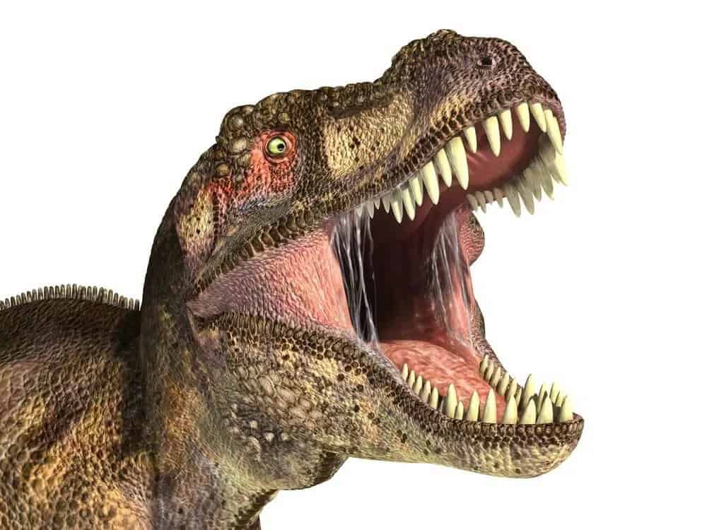 What Dinosaur Has 500 Teeth? Is Joke