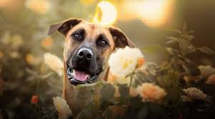 Black Mouth Cur